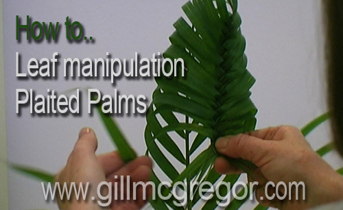 Leaf Manipulation - How to.. Plaited Palms
